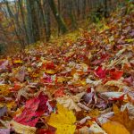 Colorful Leaves on the Bald Knob Ridge Trail