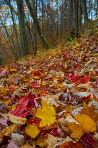 Colorful Leaves on the Bald Knob Ridge Trail