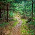 Denser Forest near the Summit