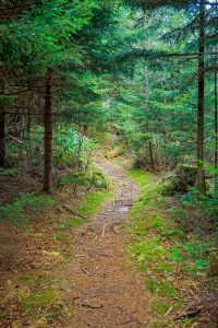 Denser Forest near the Summit