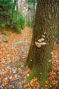 Shelf Fungus on Dead Hemlock