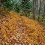 Grassy Section of Bald Knob Ridge