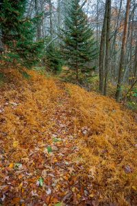 Grassy Section of Bald Knob Ridge