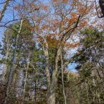 Huge Oak on Bald Knob Ridge