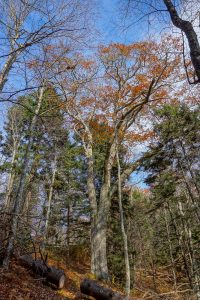 Huge Oak on Bald Knob Ridge