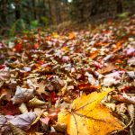 Maple Leaf on Bald Knob Ridge