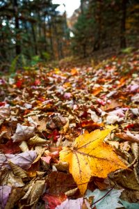 Maple Leaf on Bald Knob Ridge