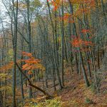 Bald Knob Ridge Trail Fall Color