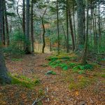 Bald Knob Ridge Trail Greenery