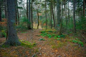 Bald Knob Ridge Trail Greenery