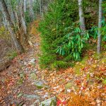 Bald Knob Ridge Trail Rocky Area