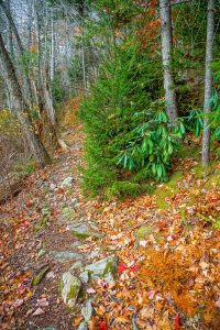 Bald Knob Ridge Trail Rocky Area