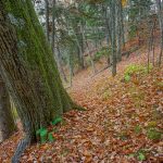 Big Tree beside Bald Knob Ridge Trail