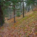 Bald Knob Ridge Grassy Area