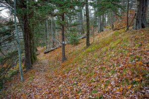 Bald Knob Ridge Grassy Area