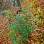 Surviving Hemlock beside the Bald Knob Ridge Trail