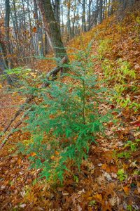 Surviving Hemlock beside the Bald Knob Ridge Trail