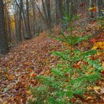 Small Spruce beside the Bald Knob Ridge Trail