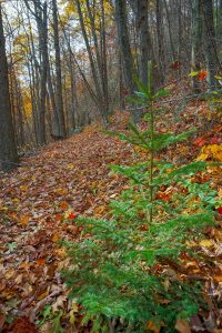 Small Spruce beside the Bald Knob Ridge Trail