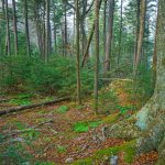 Spruce-Fir Forest on Bald Knob Ridge