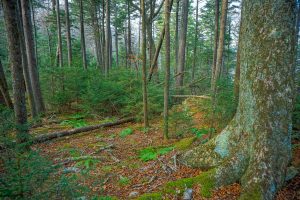 Spruce-Fir Forest on Bald Knob Ridge