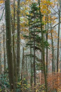 Spruce Straining for Sunlight