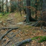 Rooty Section of Bald Knob Ridge Trail