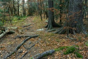 Rooty Section of Bald Knob Ridge Trail