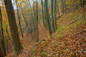 Bald Knob Ridge Trail Sidehill