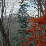 Tall Spruce on the Bald Knob Ridge Trail