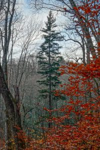 Tall Spruce on the Bald Knob Ridge Trail