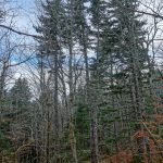 Spruces near the Blue Ridge Parkway