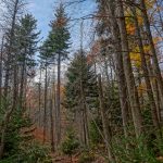 Spruces on Bald Knob Ridge