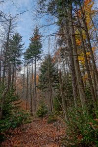 Spruces on Bald Knob Ridge