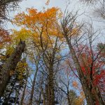 Fall Color on Bald Knob Ridge