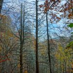 Dead Hemlocks along Bald Knob Ridge