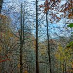 Dead Hemlocks along Bald Knob Ridge