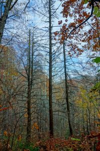 Dead Hemlocks along Bald Knob Ridge