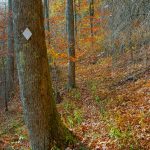 Bald Knob Ridge Trail near Bottom