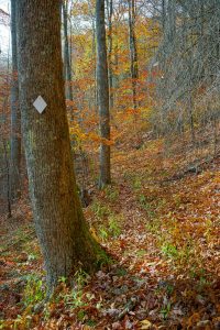 Bald Knob Ridge Trail near Bottom