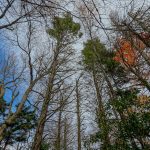 Living Hemlocks on Bald Knob Ridge