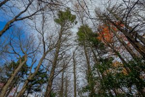 Living Hemlocks on Bald Knob Ridge