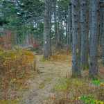 Spruces on Bald Knob Ridge