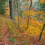 Yellow Beech Trees beside the Bald Knob Ridge Trail