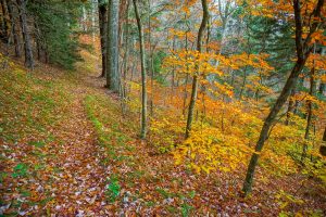 Yellow Beech Trees beside the Bald Knob Ridge Trail