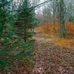 Bald Knob Ridge Trail through Clearing