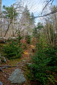 Opening in the Spruces