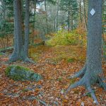 Spruce Roots on Bald Knob Ridge