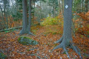 Spruce Roots on Bald Knob Ridge