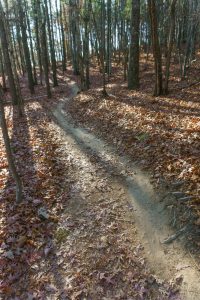 Hickory Mountain Loop Trail Curves